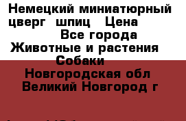 Немецкий миниатюрный(цверг) шпиц › Цена ­ 50 000 - Все города Животные и растения » Собаки   . Новгородская обл.,Великий Новгород г.